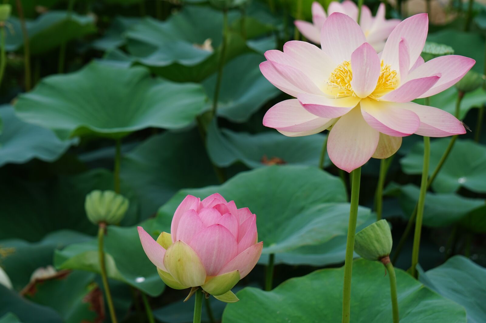 Sony Alpha a5000 (ILCE 5000) + Sony E 55-210mm F4.5-6.3 OSS sample photo. Lotus, summer, flowers photography