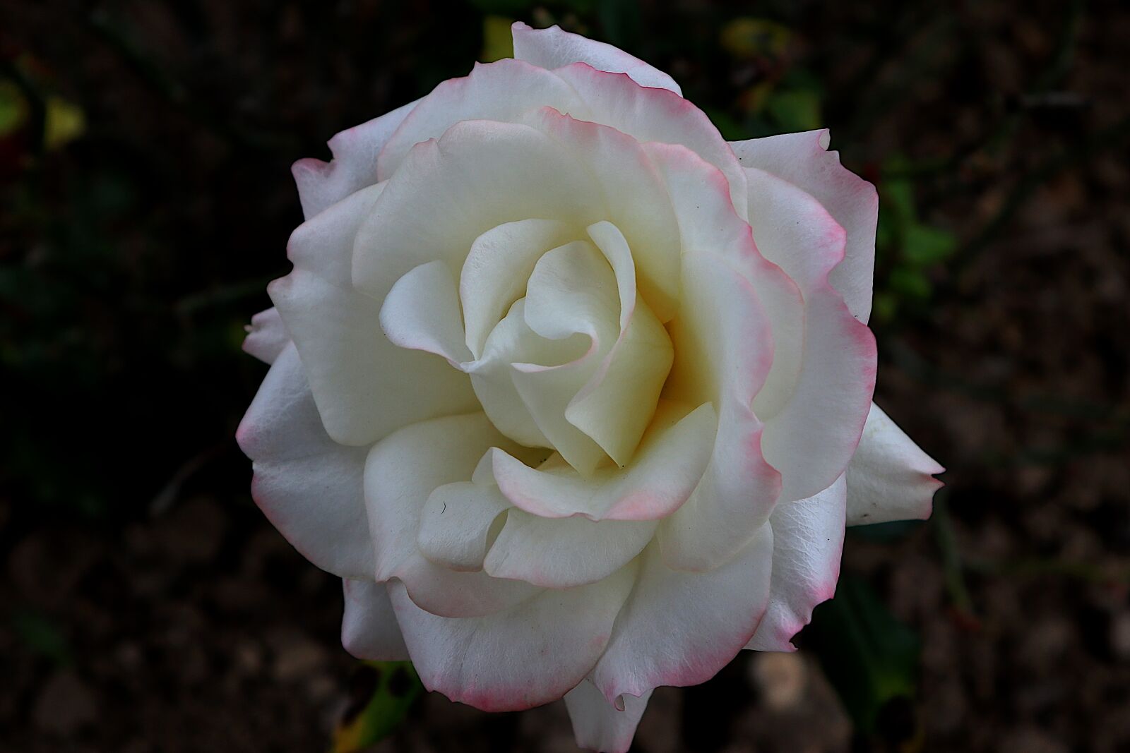 Canon PowerShot G1 X Mark III sample photo. Nature, flower, pink photography