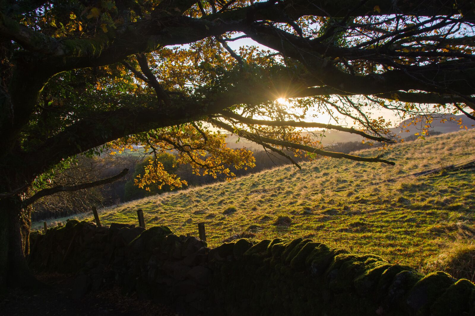 Pentax K-70 sample photo. Tree, sun, autumn photography