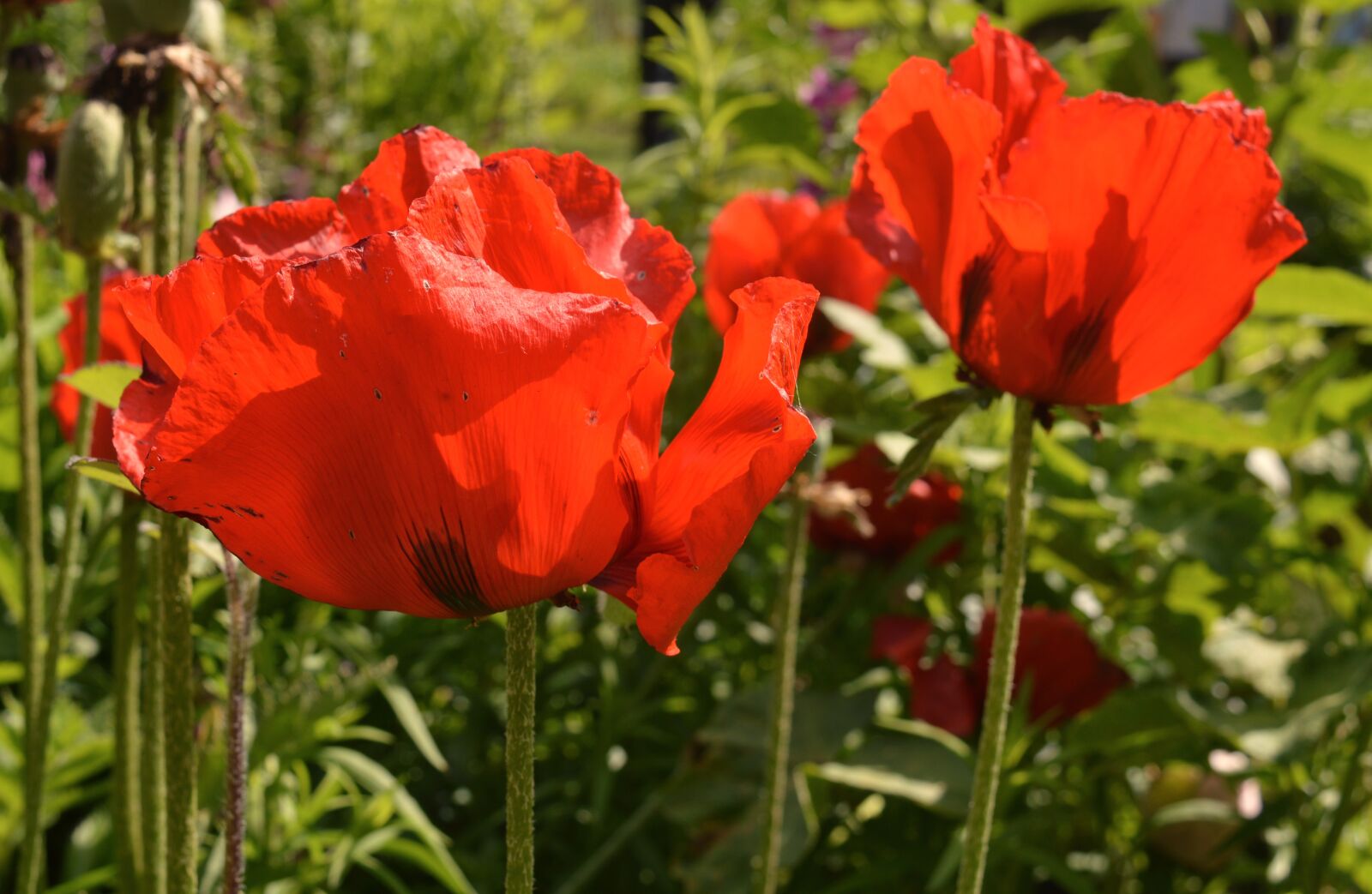 Nikon D3200 sample photo. Poppy, red, flower photography