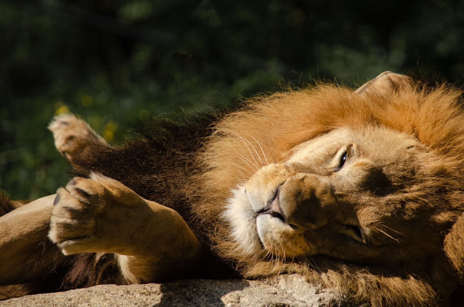 Nikon D5100 sample photo. Lion, predator, big cat photography