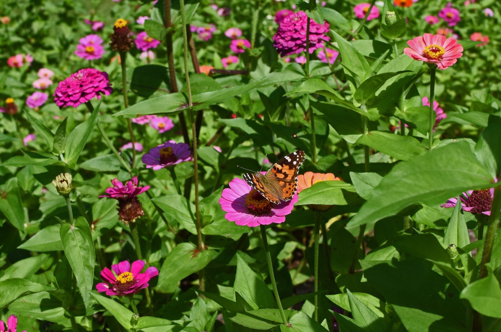 Nikon D3300 sample photo. Great spangled fritillary butterfly photography