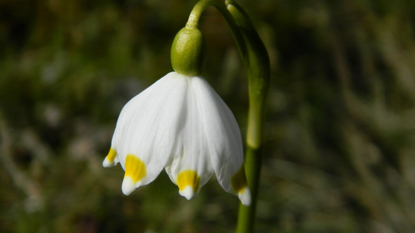 Nikon Coolpix L120 sample photo. Snowflake, white, flower photography