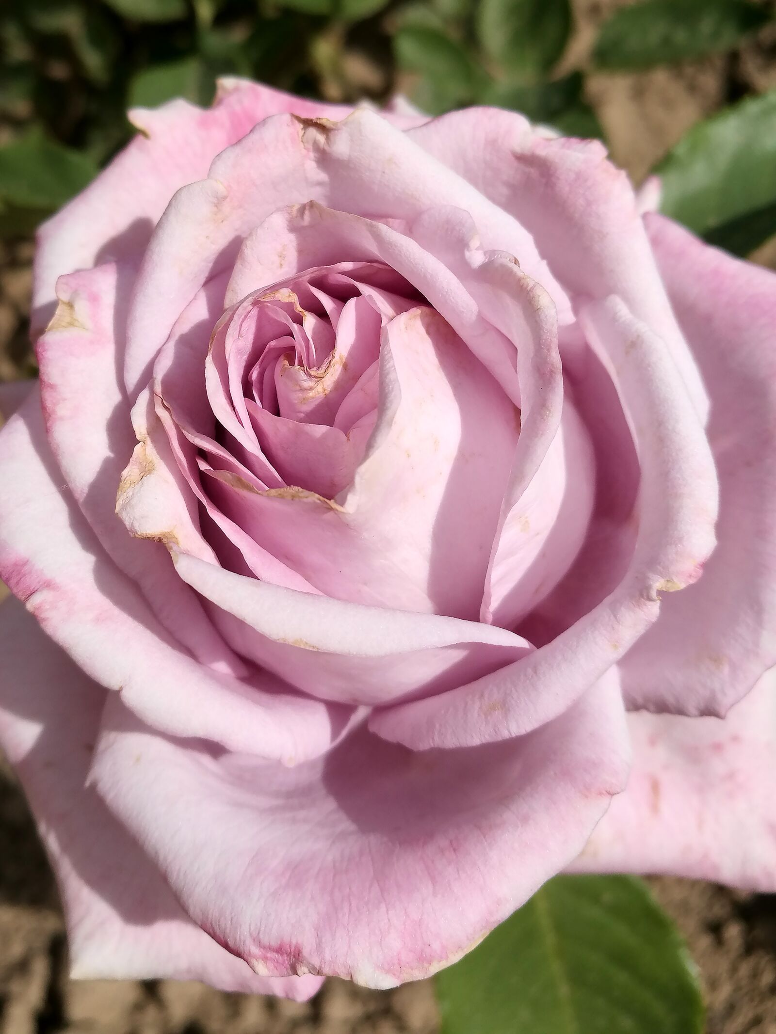 HUAWEI P9 sample photo. Summer, rose, flowers photography