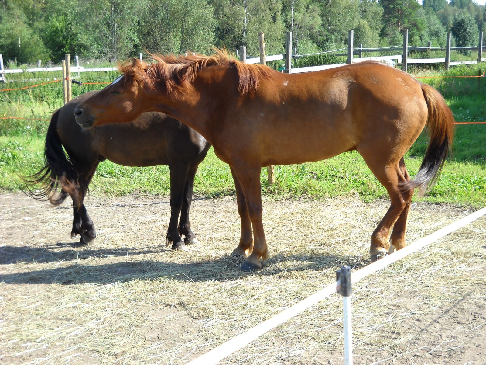 Nikon Coolpix L19 sample photo. The finnish horse, horse photography