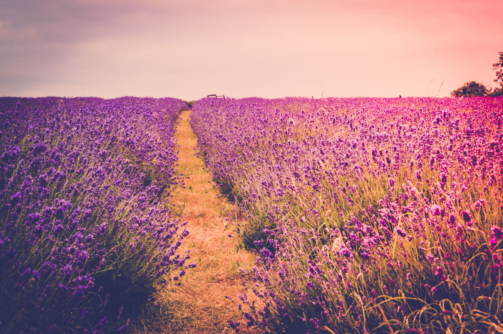 Nikon D3200 sample photo. Agriculture, blooming, blossom, color photography