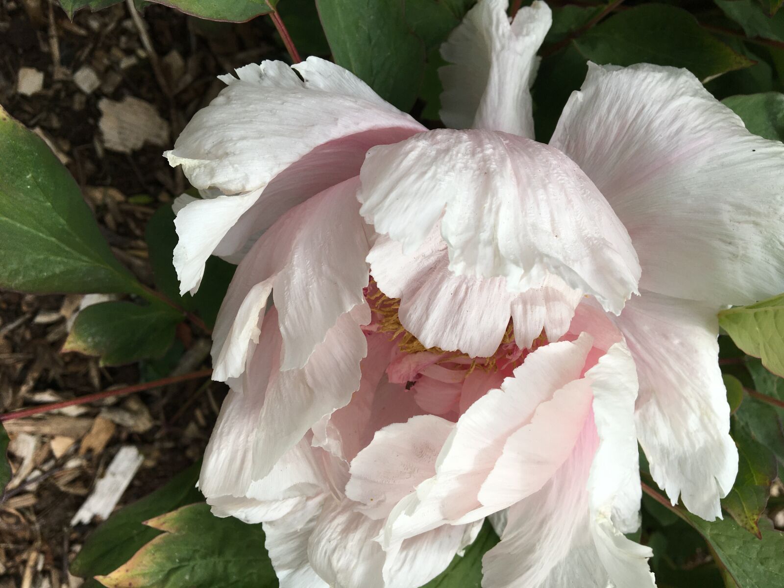 Apple iPhone 6s sample photo. Peony, white, flower photography