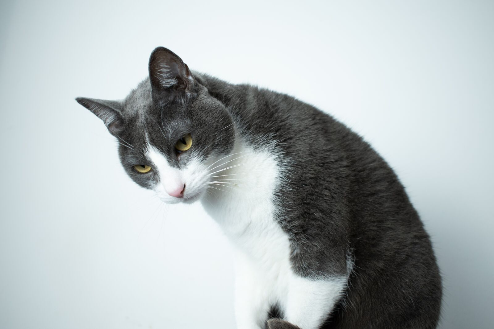 Nikon D5600 sample photo. Cat, gato, animal photography