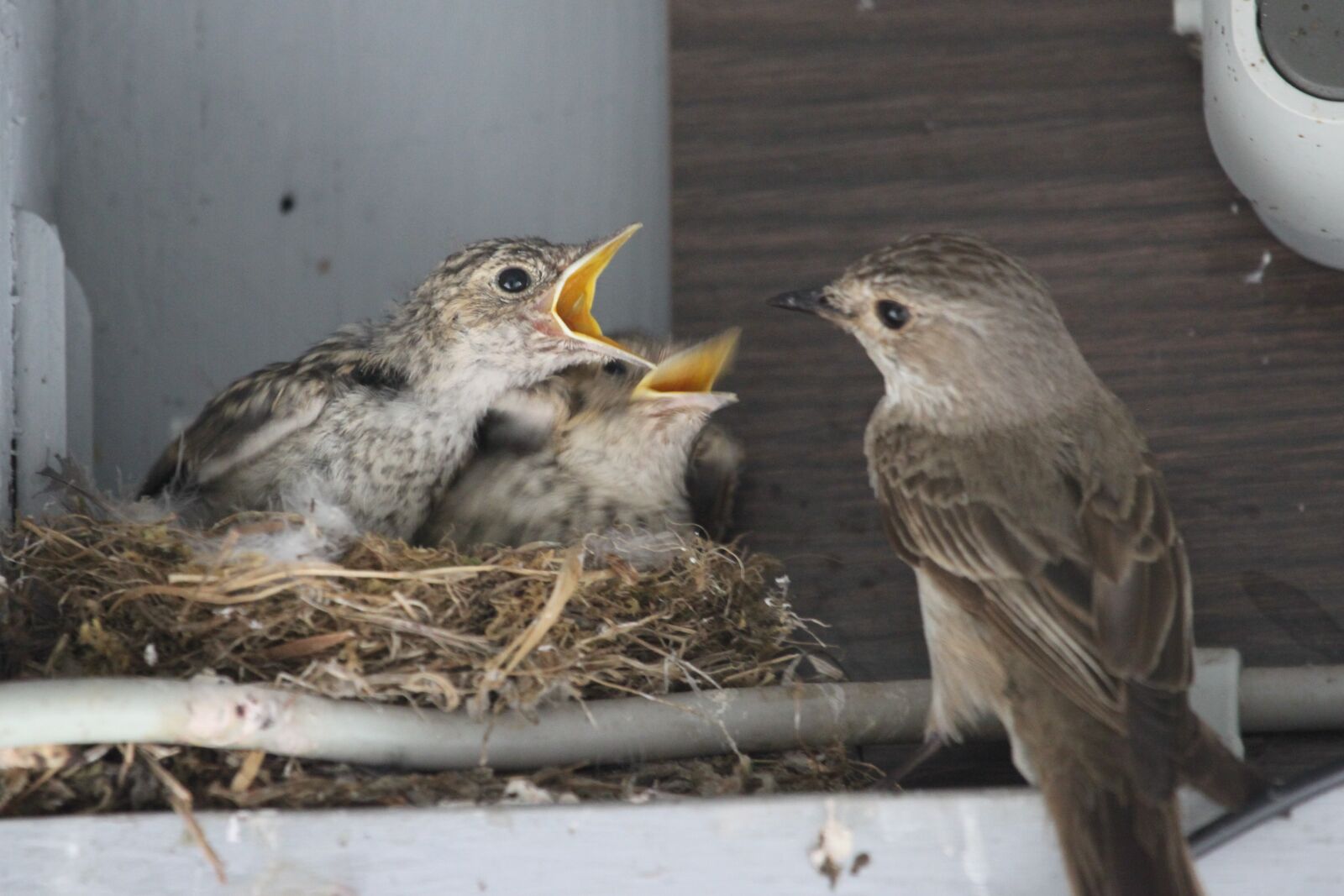 Canon EOS 500D (EOS Rebel T1i / EOS Kiss X3) sample photo. Bird, nest, boy photography