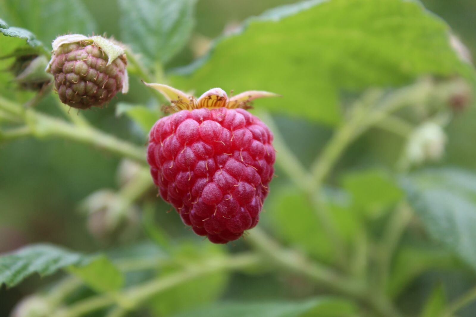 Canon EOS 1300D (EOS Rebel T6 / EOS Kiss X80) sample photo. Raspberries, fruit, fresh photography
