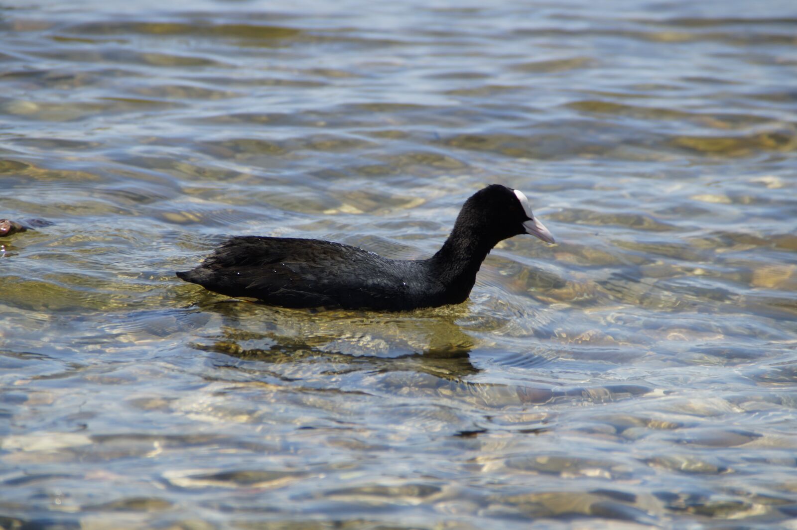 Sony SLT-A58 sample photo. Coot, ralle, water bird photography