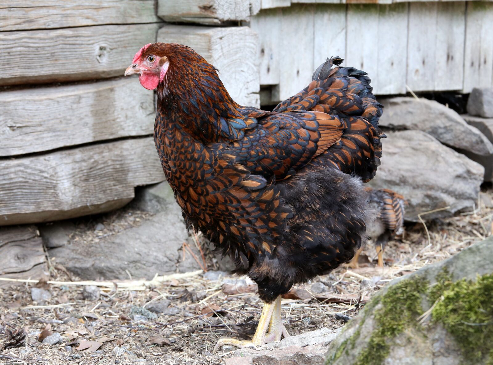 Canon EF 28-300mm F3.5-5.6L IS USM sample photo. Chicken, poultry, wyandotte photography