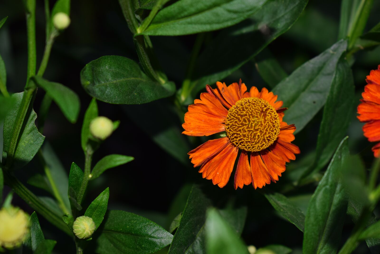 Nikon D3300 sample photo. Flowers, nature photography