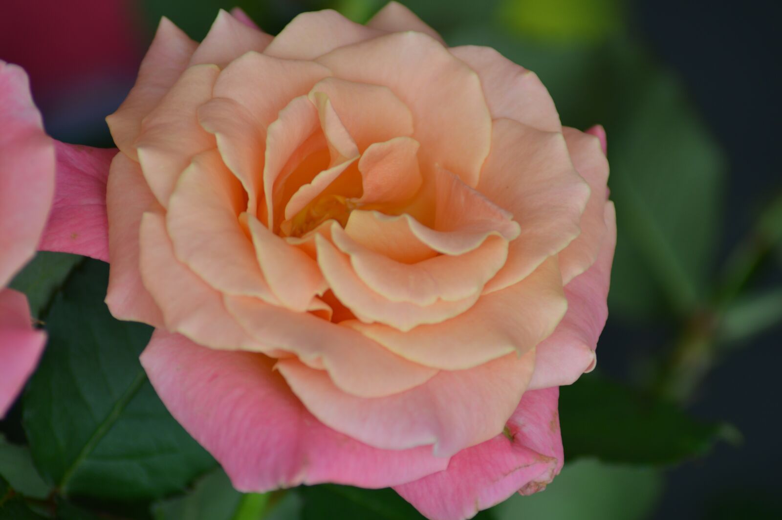 Nikon D3200 sample photo. Tags rose, flower, miss photography