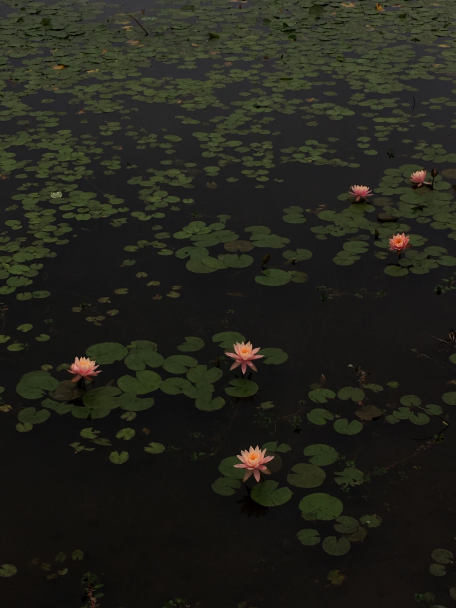Apple iPhone 6s sample photo. Lotus, pond, south photography