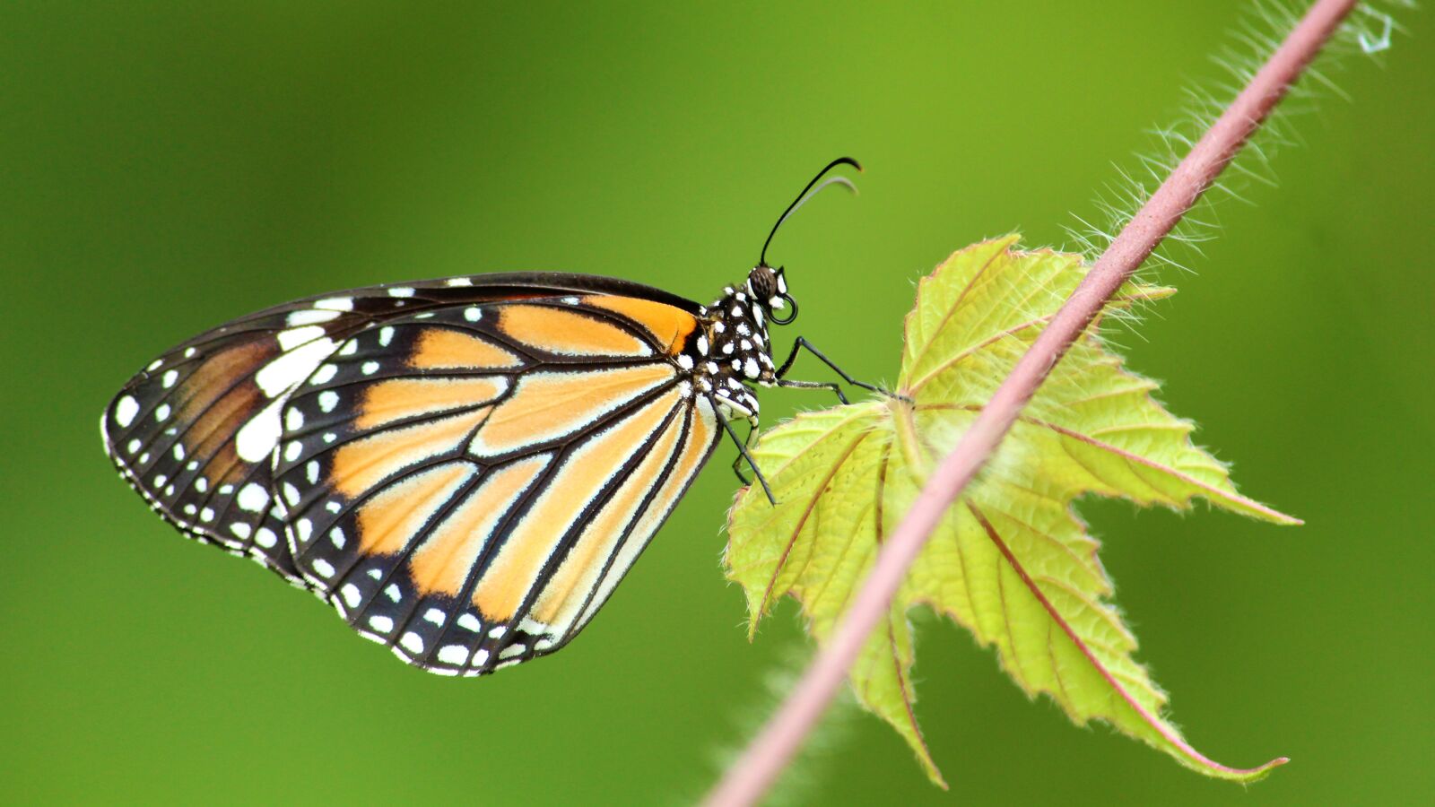 Canon EOS 1300D (EOS Rebel T6 / EOS Kiss X80) sample photo. Common, tiger, butterfly photography