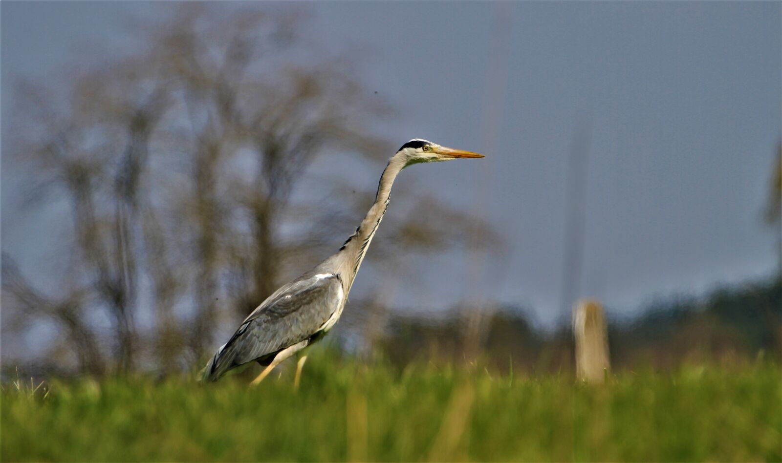 Canon EOS 7D sample photo. Heron, sky, field photography