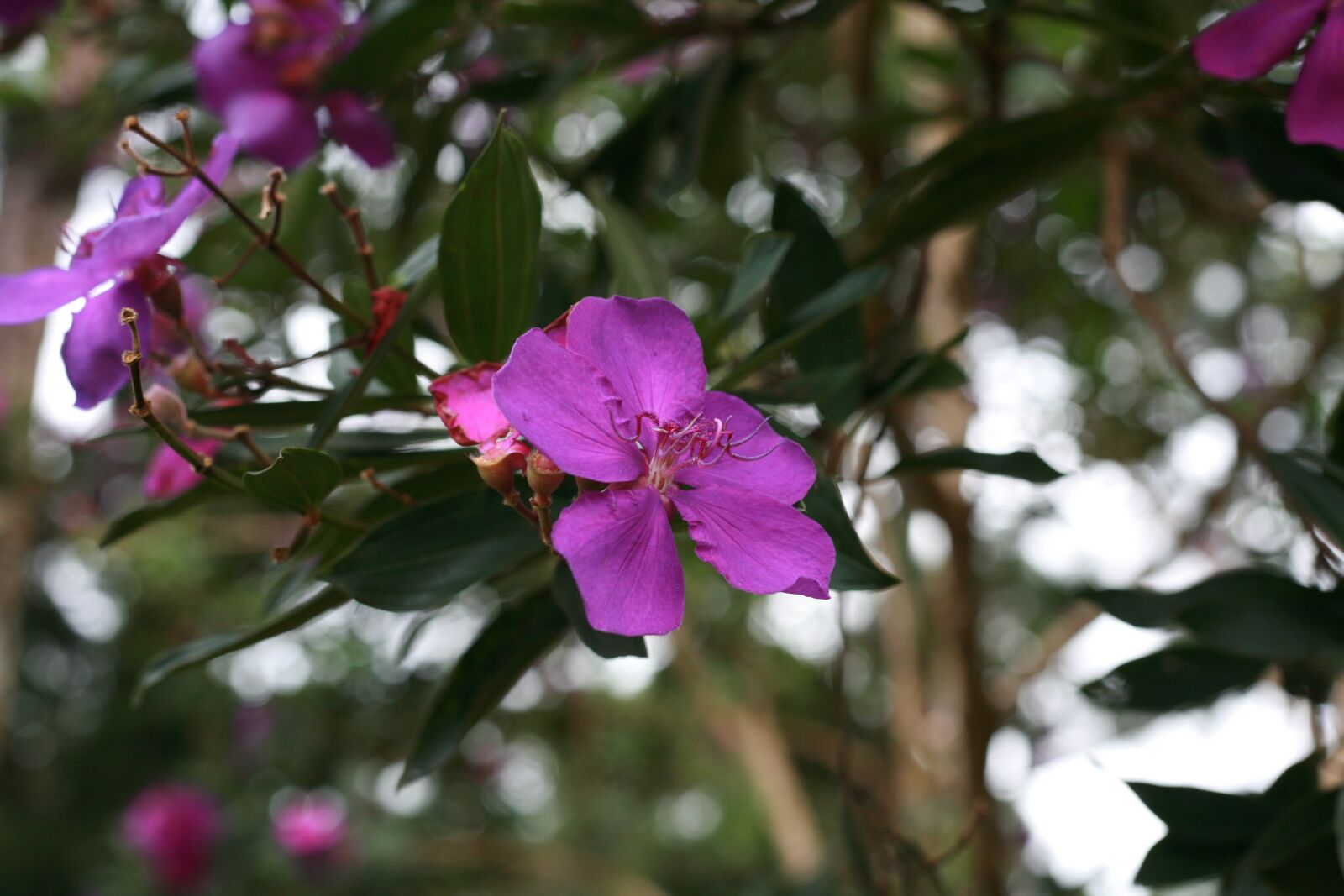 Canon EOS 5D sample photo. Rhododendron, australia, flowers photography