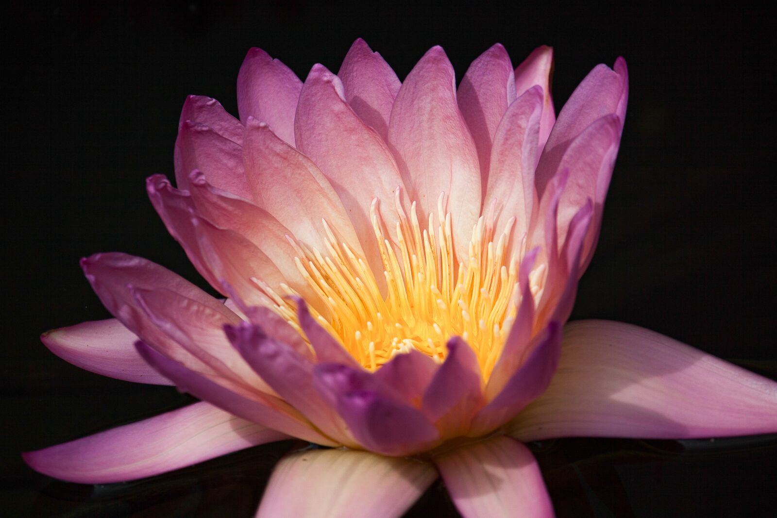 Canon EOS 50D + Canon EF-S 55-250mm F4-5.6 IS STM sample photo. Water lily, blossom, bloom photography