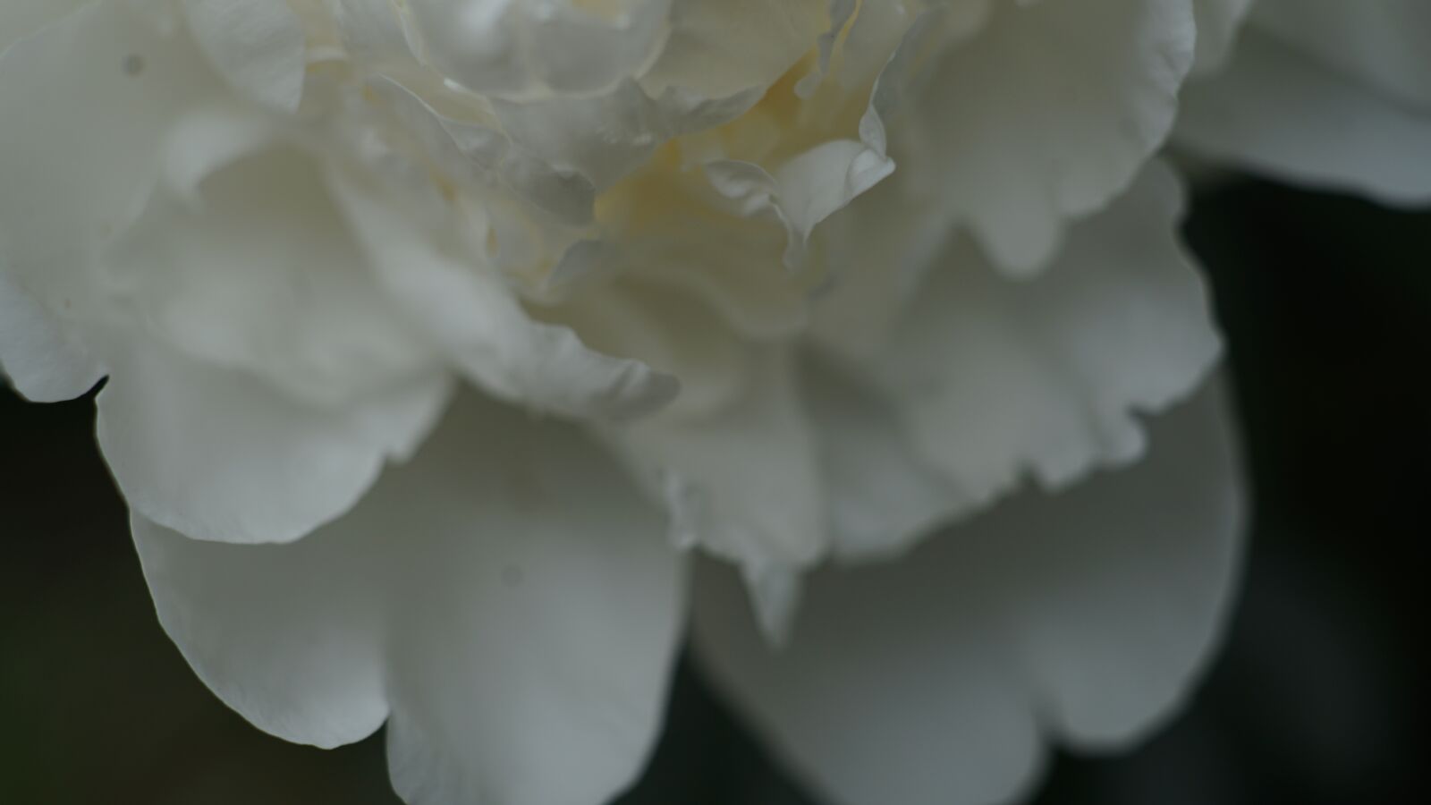 Sony a7 II + E 50mm F1.4 sample photo. Peony, flowers, white photography