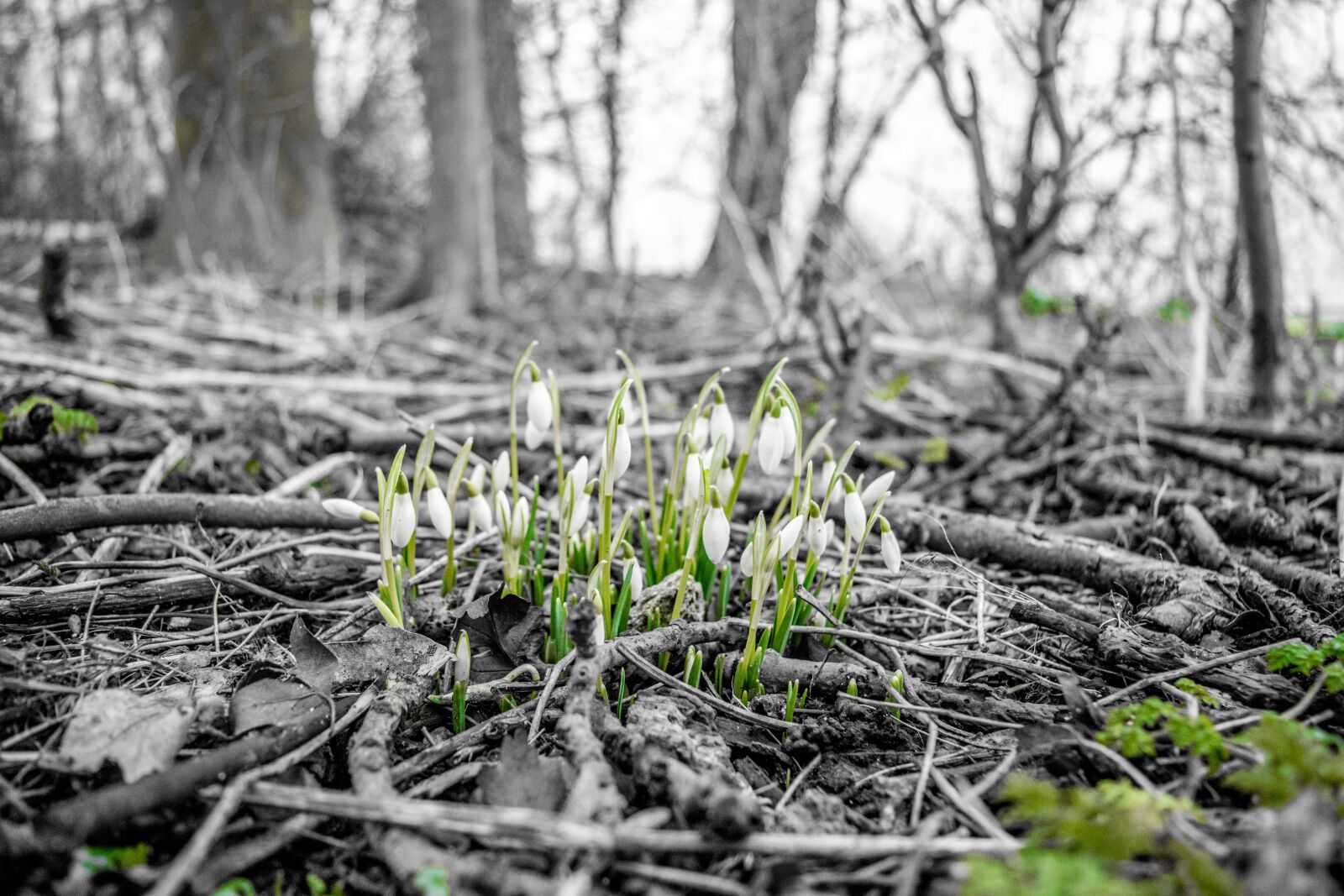 Nikon D5500 sample photo. Flowers, growing, winter photography