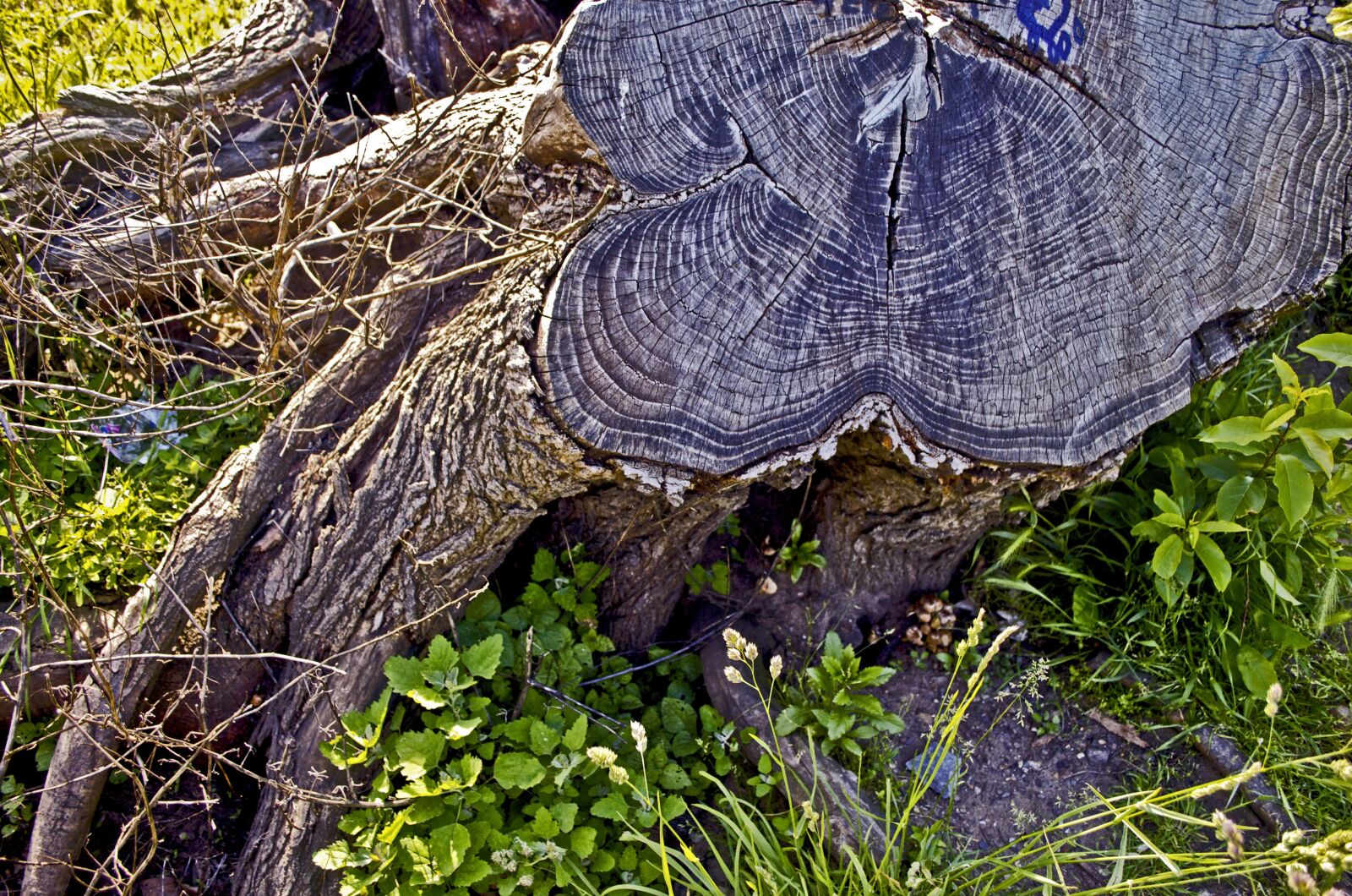Nikon D5100 sample photo. Tree root, grass, sun photography
