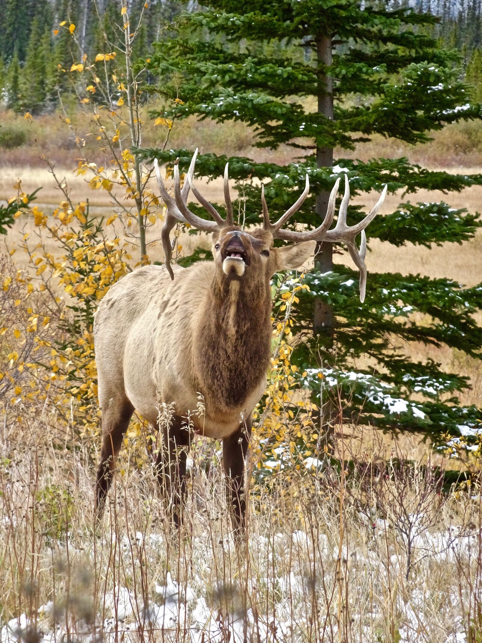 Sony Cyber-shot DSC-HX90V sample photo. Elk, stag, antlers photography