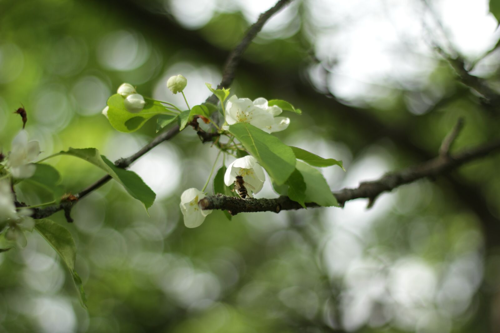 Canon EOS 60D + Canon EF 50mm F1.8 II sample photo. Flowers, bee, spring photography