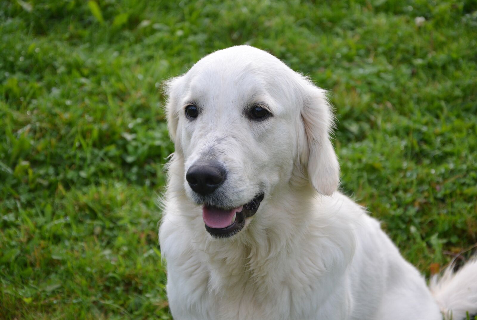 Nikon D5200 sample photo. Dog, bitch, golden retriever photography