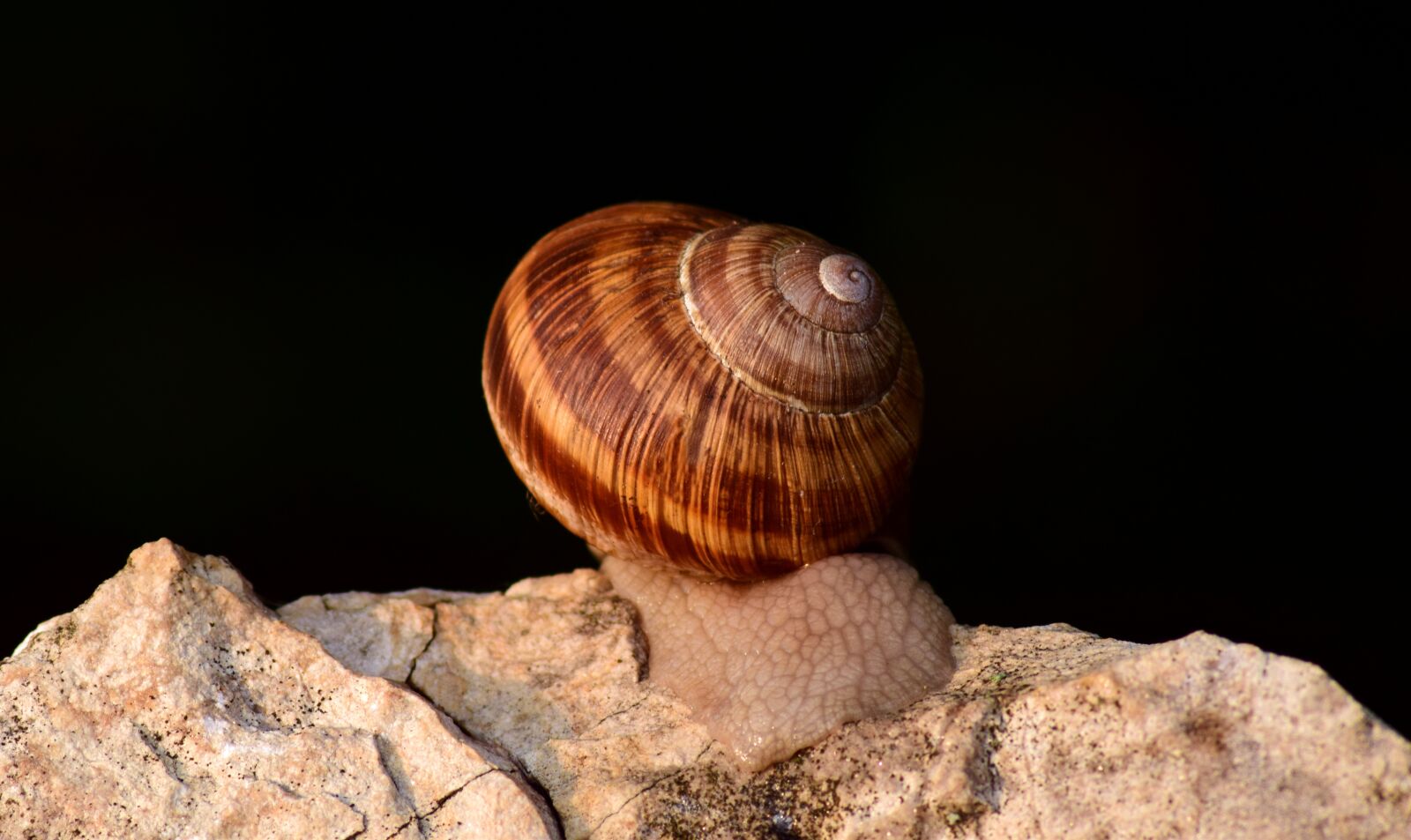 Nikon D3300 sample photo. Snail, shell, nature photography