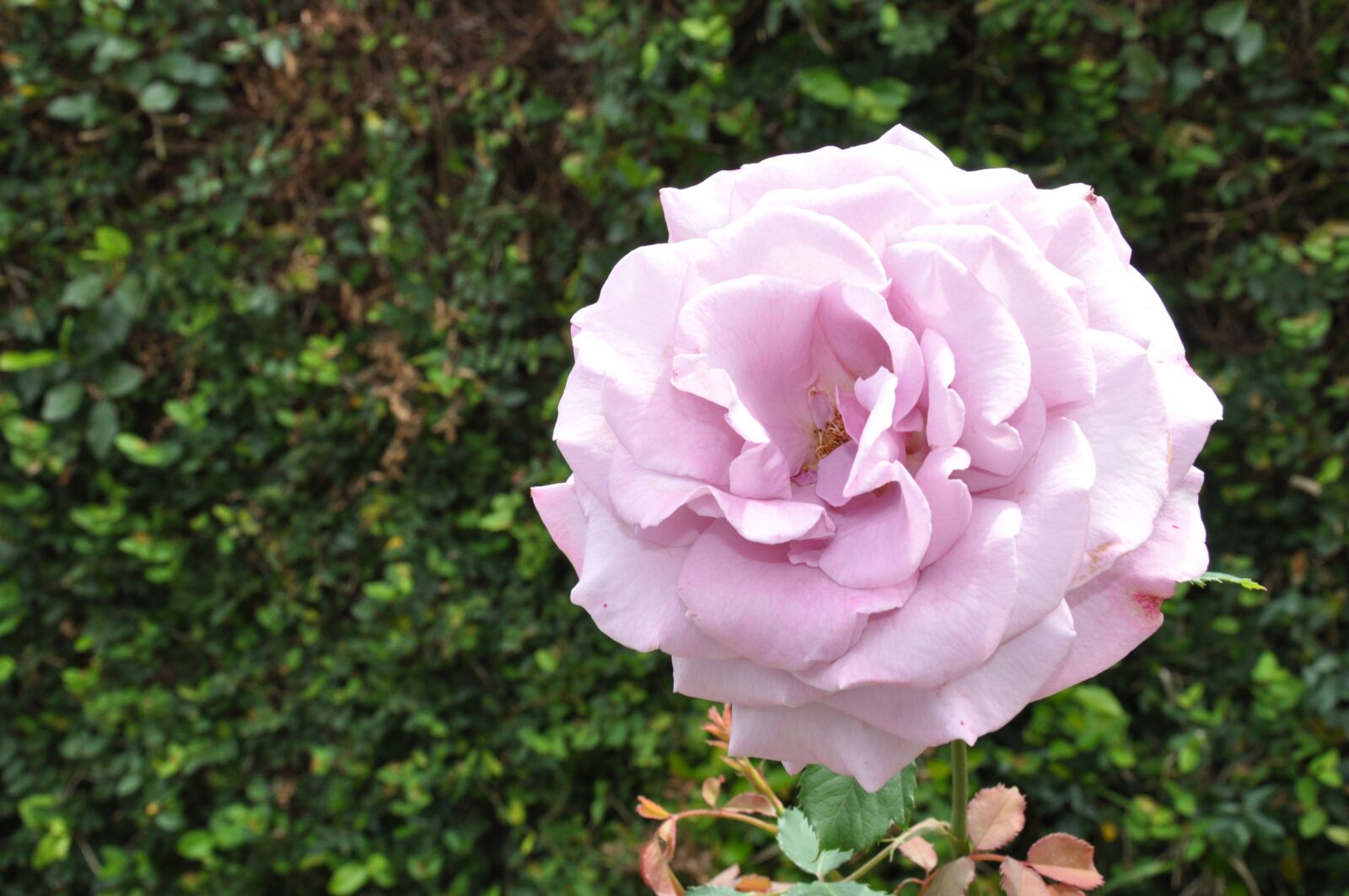Nikon D90 sample photo. Violet rose, bloom, lilac photography