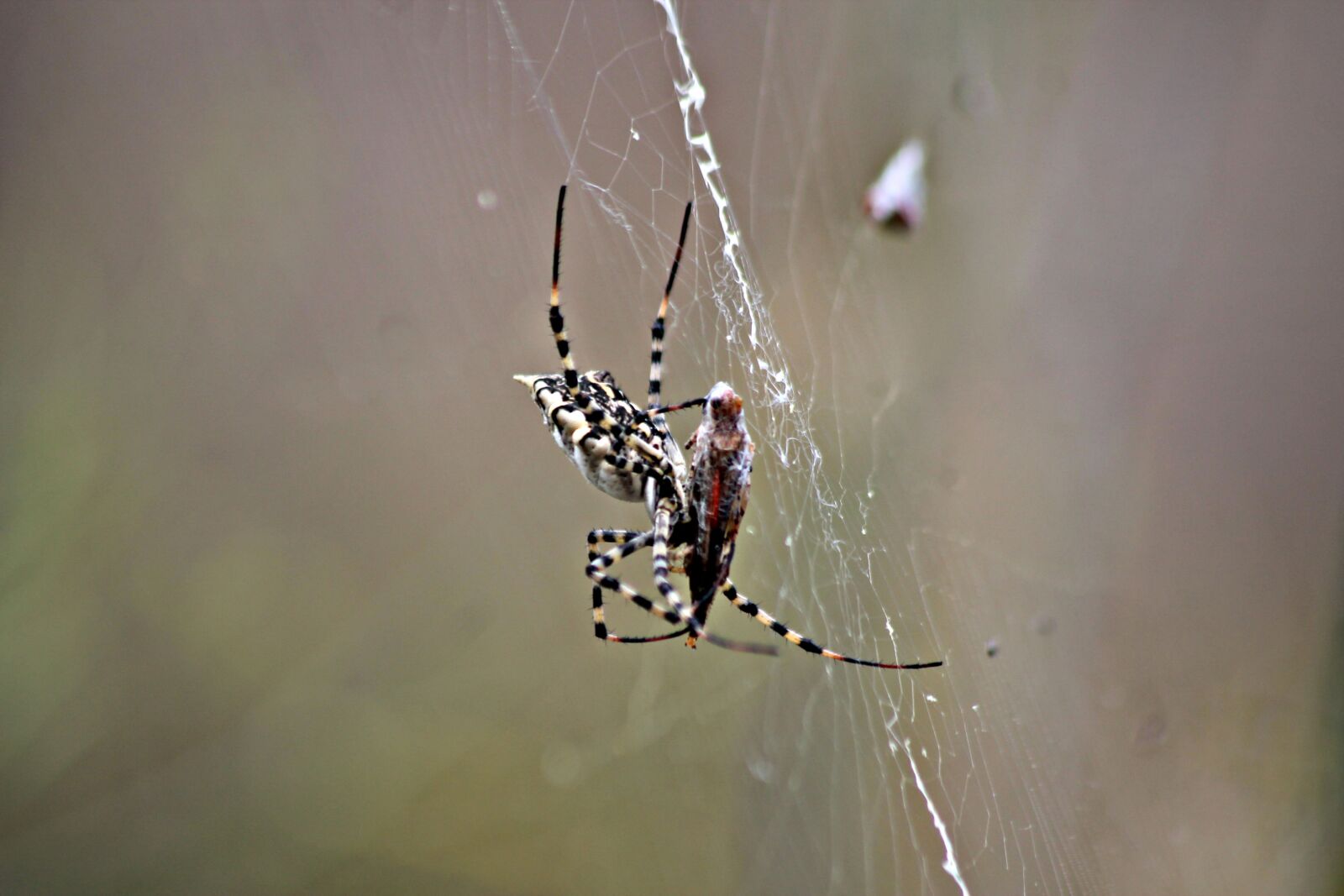 Canon EOS 1100D (EOS Rebel T3 / EOS Kiss X50) sample photo. Spider, cobweb, insects photography