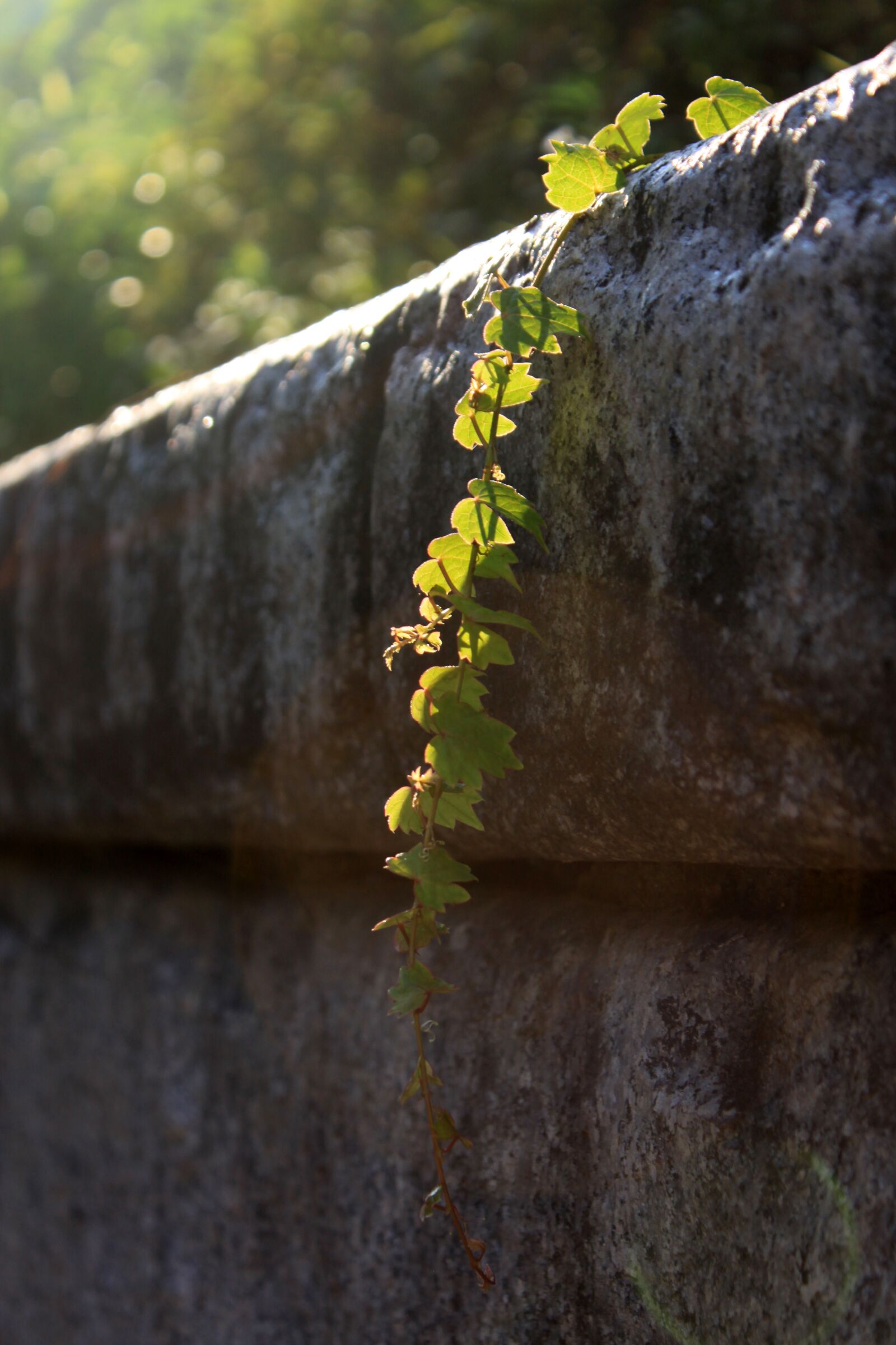 Canon EOS 50D sample photo. Vine, wall, backlight photography