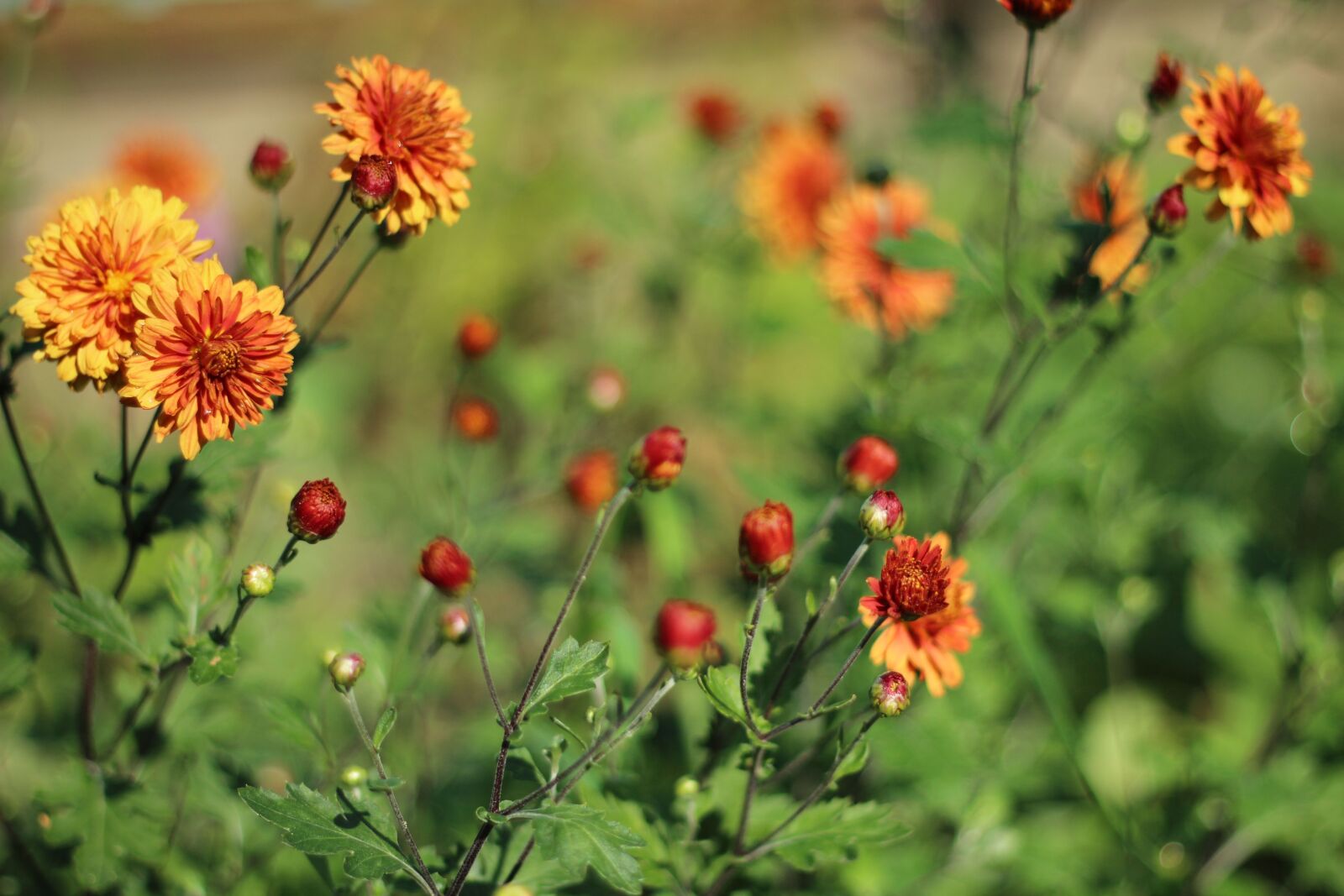 Canon EOS 600D (Rebel EOS T3i / EOS Kiss X5) + Canon EF 50mm F1.8 II sample photo. Chrysanthemum, flowers, summer photography