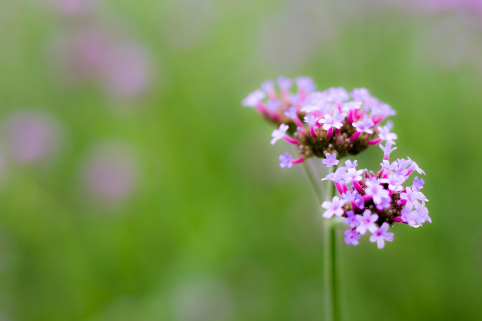 Canon EOS 700D (EOS Rebel T5i / EOS Kiss X7i) sample photo. Plant, purple, verbena photography