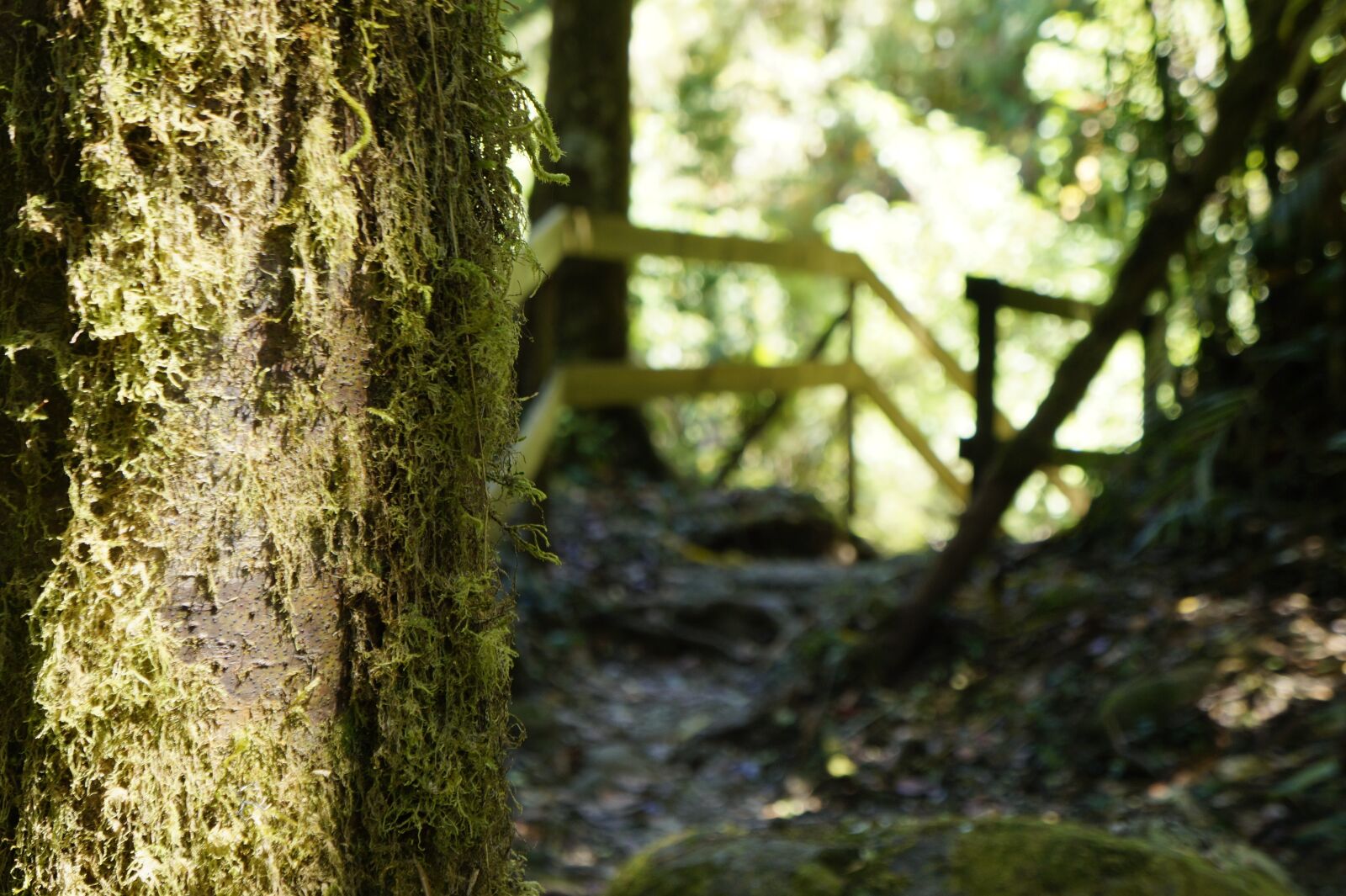 Sony Alpha a3000 sample photo. Forest, tree, moss photography