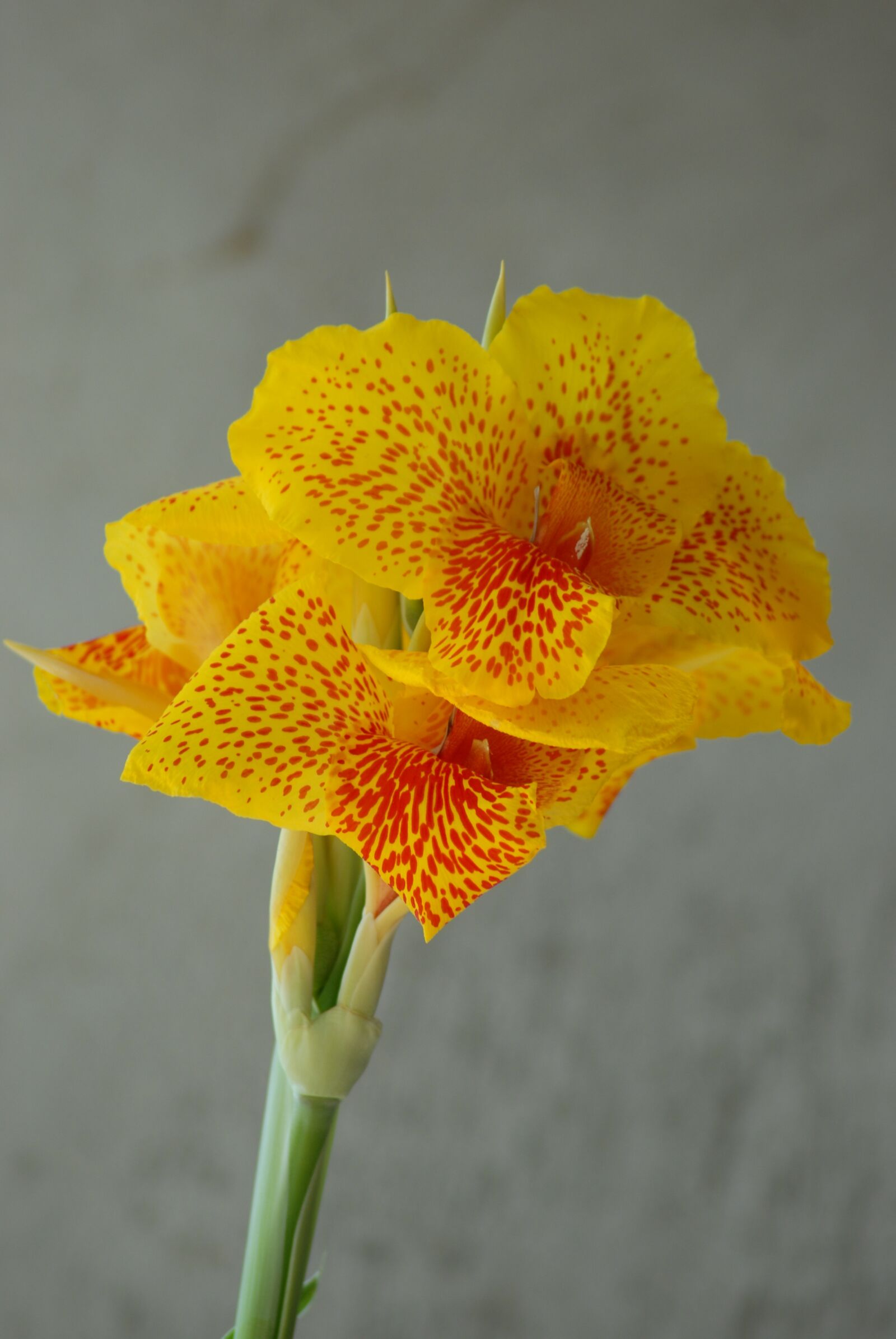 Nikon D200 sample photo. Platanillo, yellow, nature photography