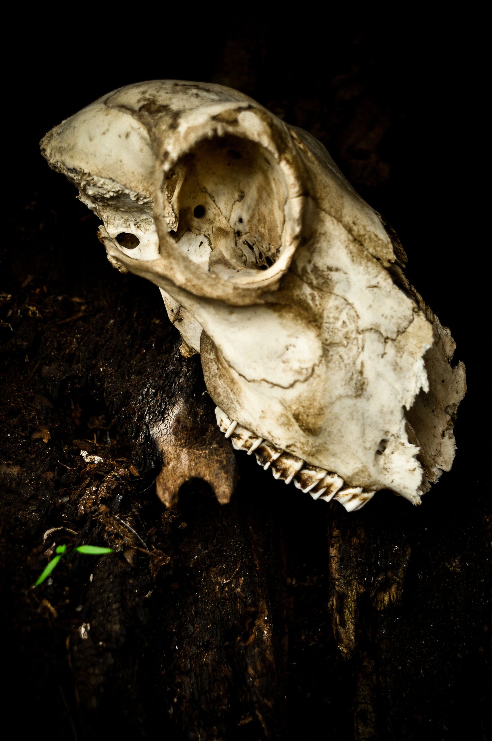 Nikon D3200 sample photo. Skull, death, life photography