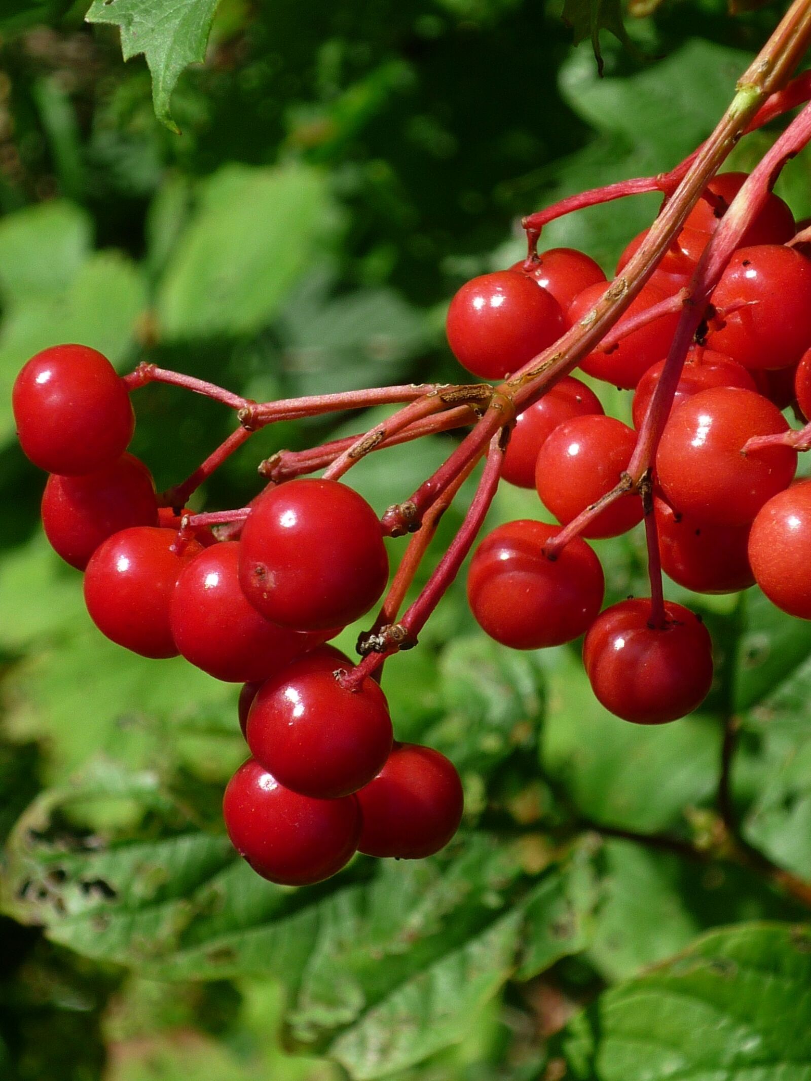 Panasonic Lumix DMC-FS6 sample photo. Fruit, red, wild shrub photography