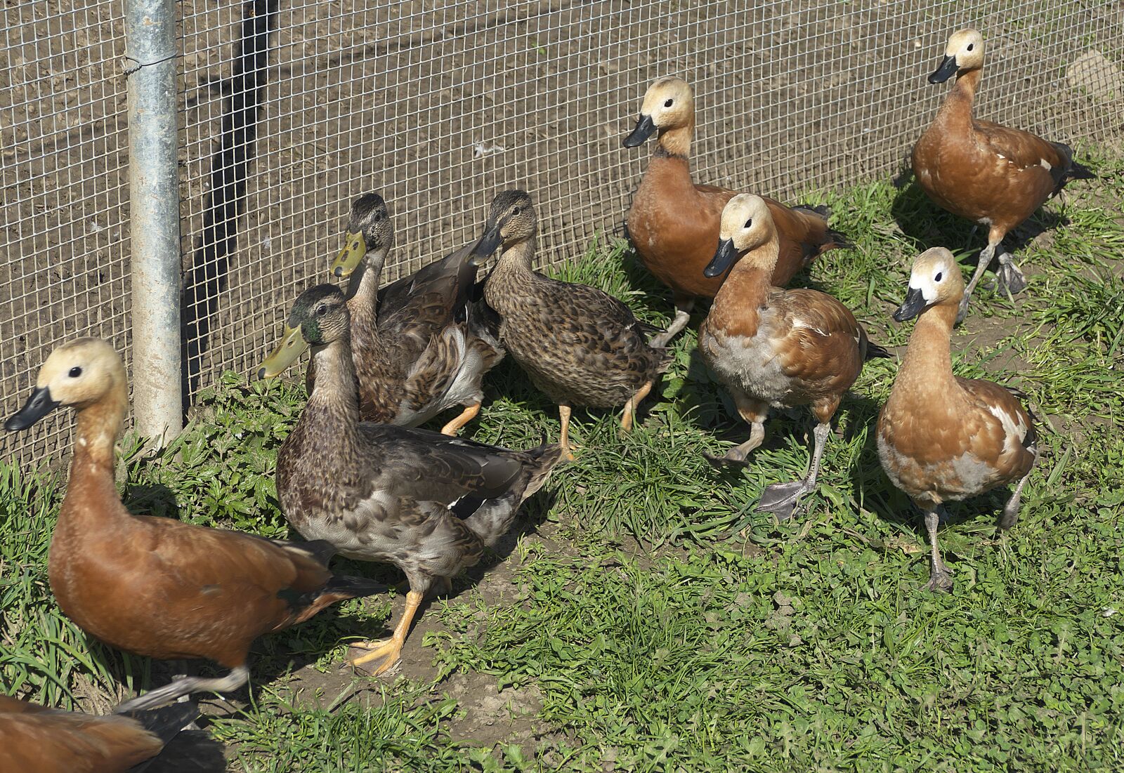 Panasonic Lumix DMC-FZ1000 sample photo. Ducks, ducks march, poultry photography