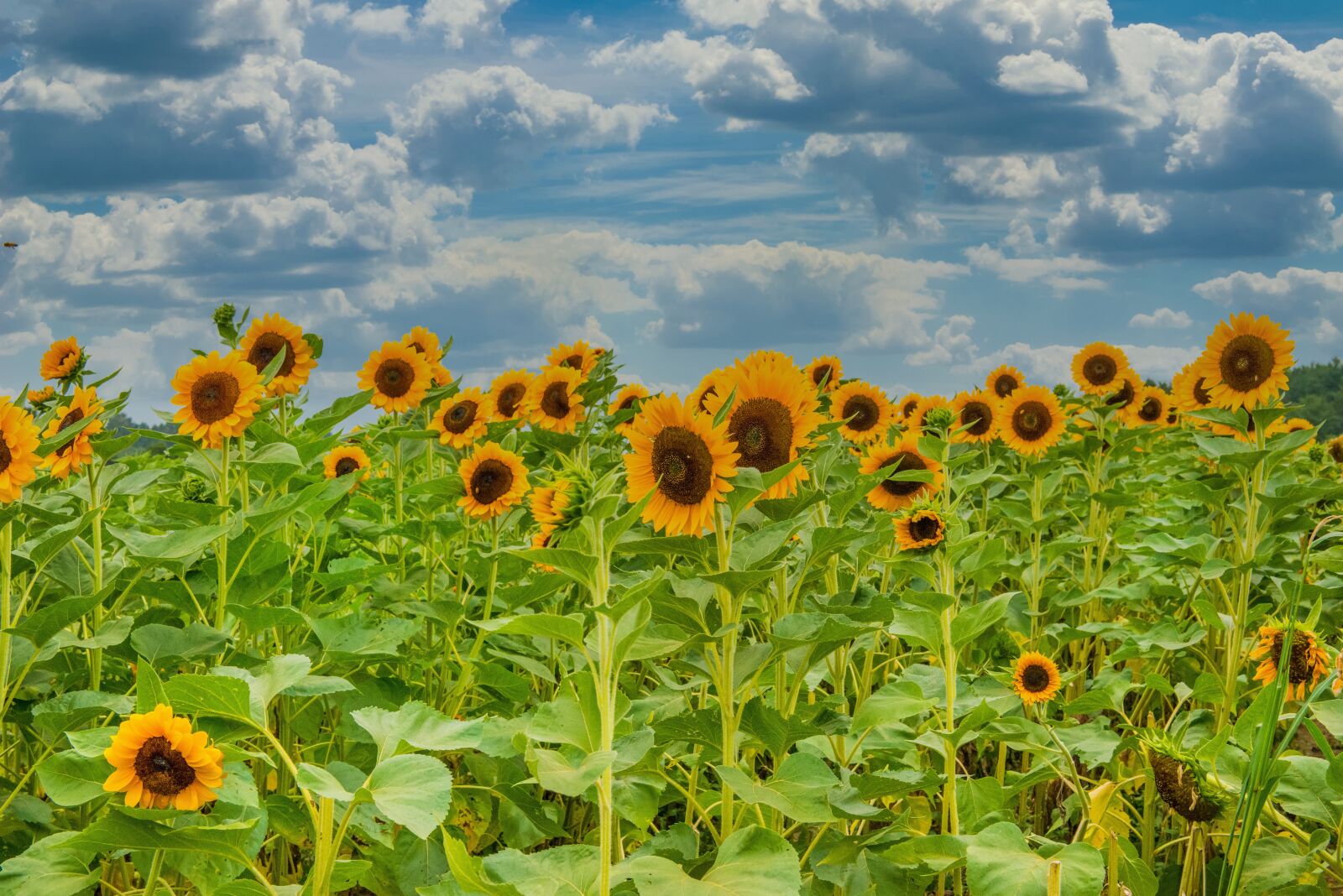 Nikon D800 sample photo. Sunflowers, farm, mohan photography