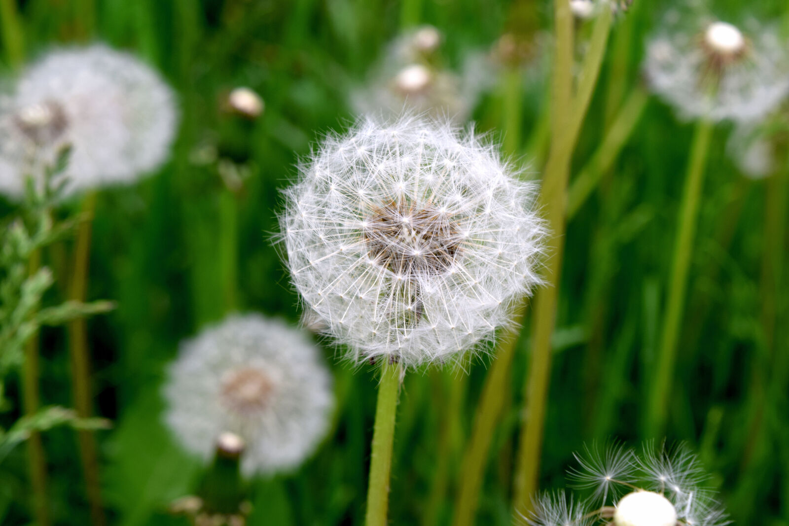 Nikon D3300 sample photo. Blooming, blossom, blur, bright photography