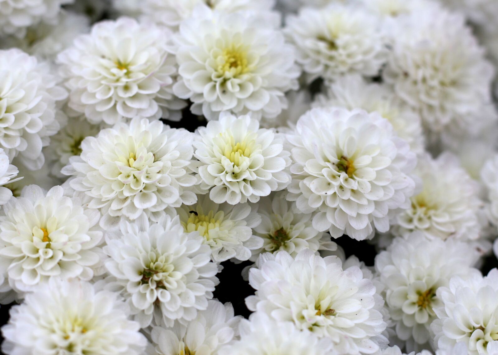 Canon EOS 700D (EOS Rebel T5i / EOS Kiss X7i) sample photo. Chrysanthemum, white flowers, nature photography