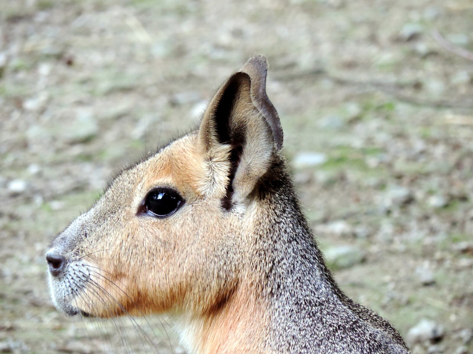 Nikon Coolpix P520 sample photo. Mara, patagonian mara, rodent photography
