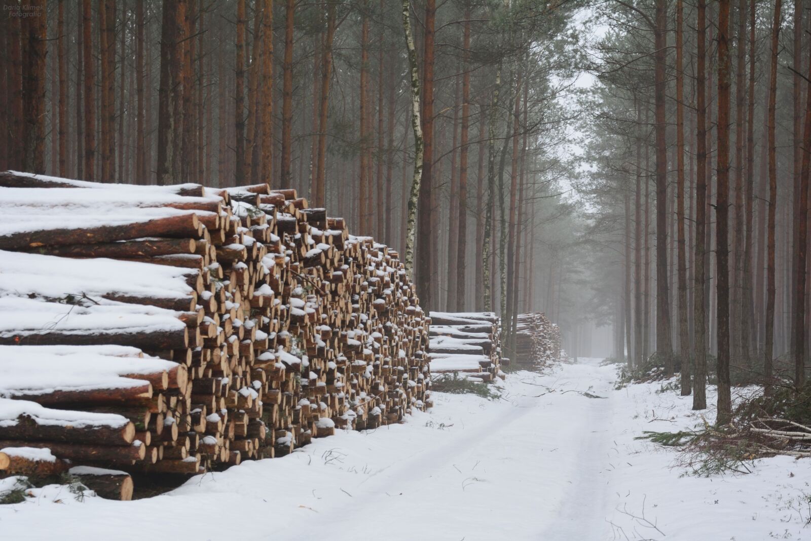 Nikon D5200 sample photo. The fog, felling, forest photography