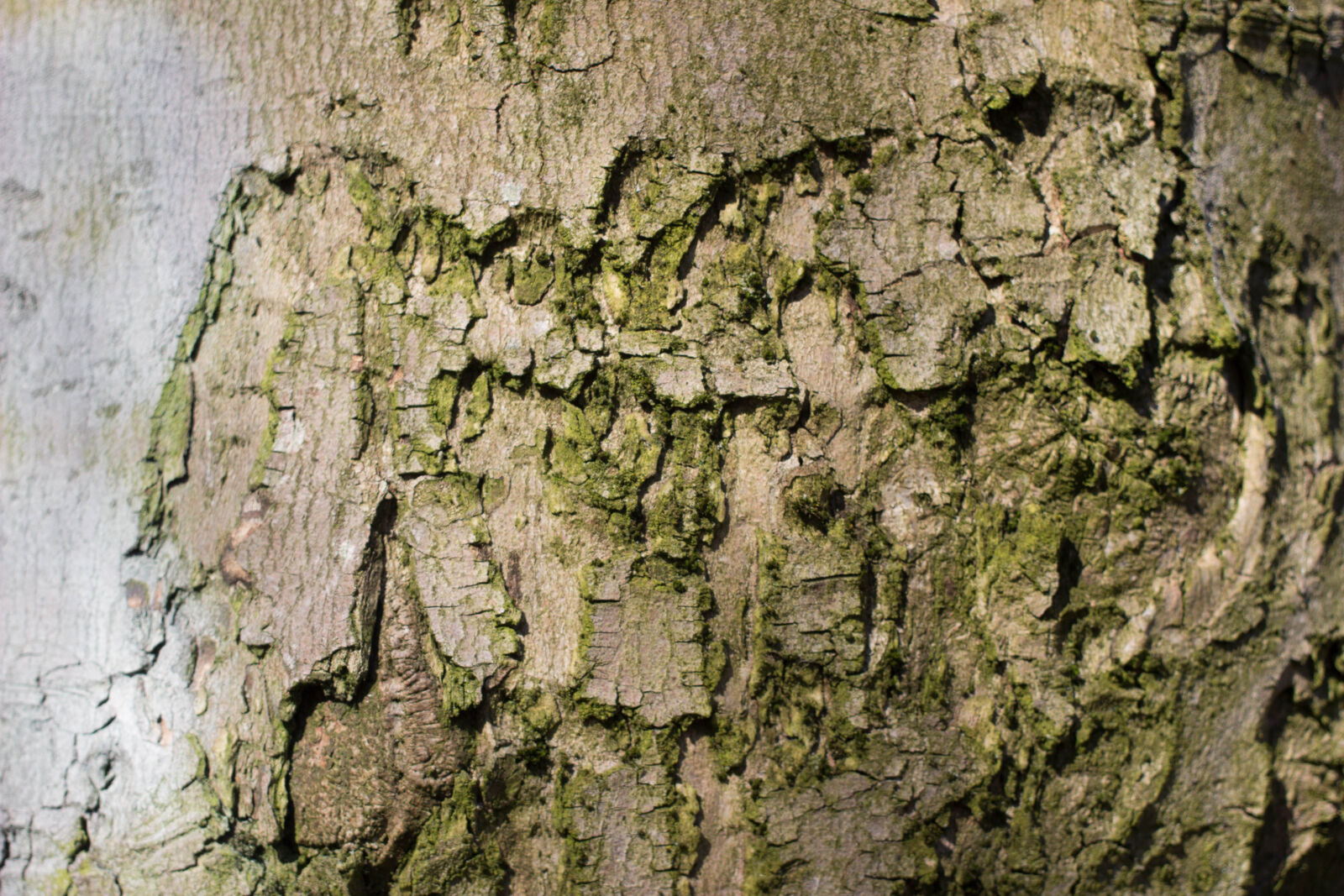 Canon EOS 600D (Rebel EOS T3i / EOS Kiss X5) + Canon EF 40mm F2.8 STM sample photo. Bark, moss, texture, tree photography