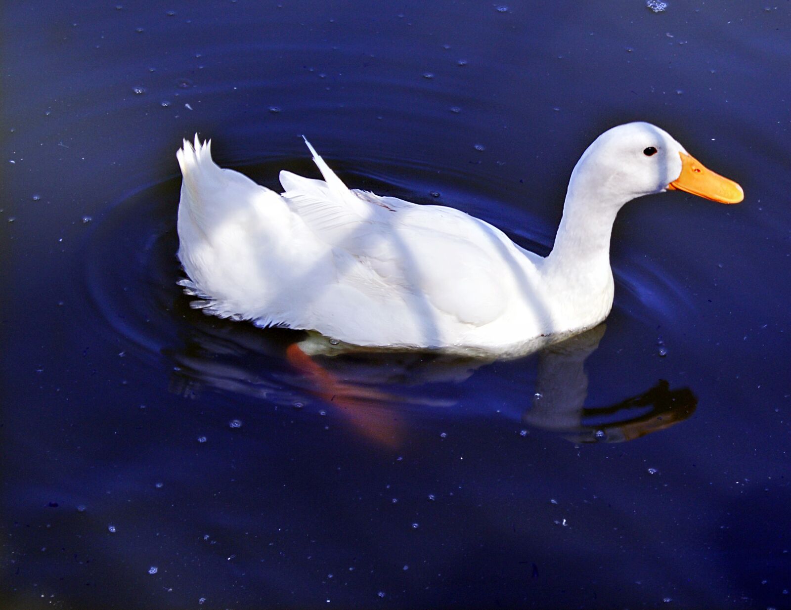 Canon EOS 1200D (EOS Rebel T5 / EOS Kiss X70 / EOS Hi) sample photo. Duck, white, water photography
