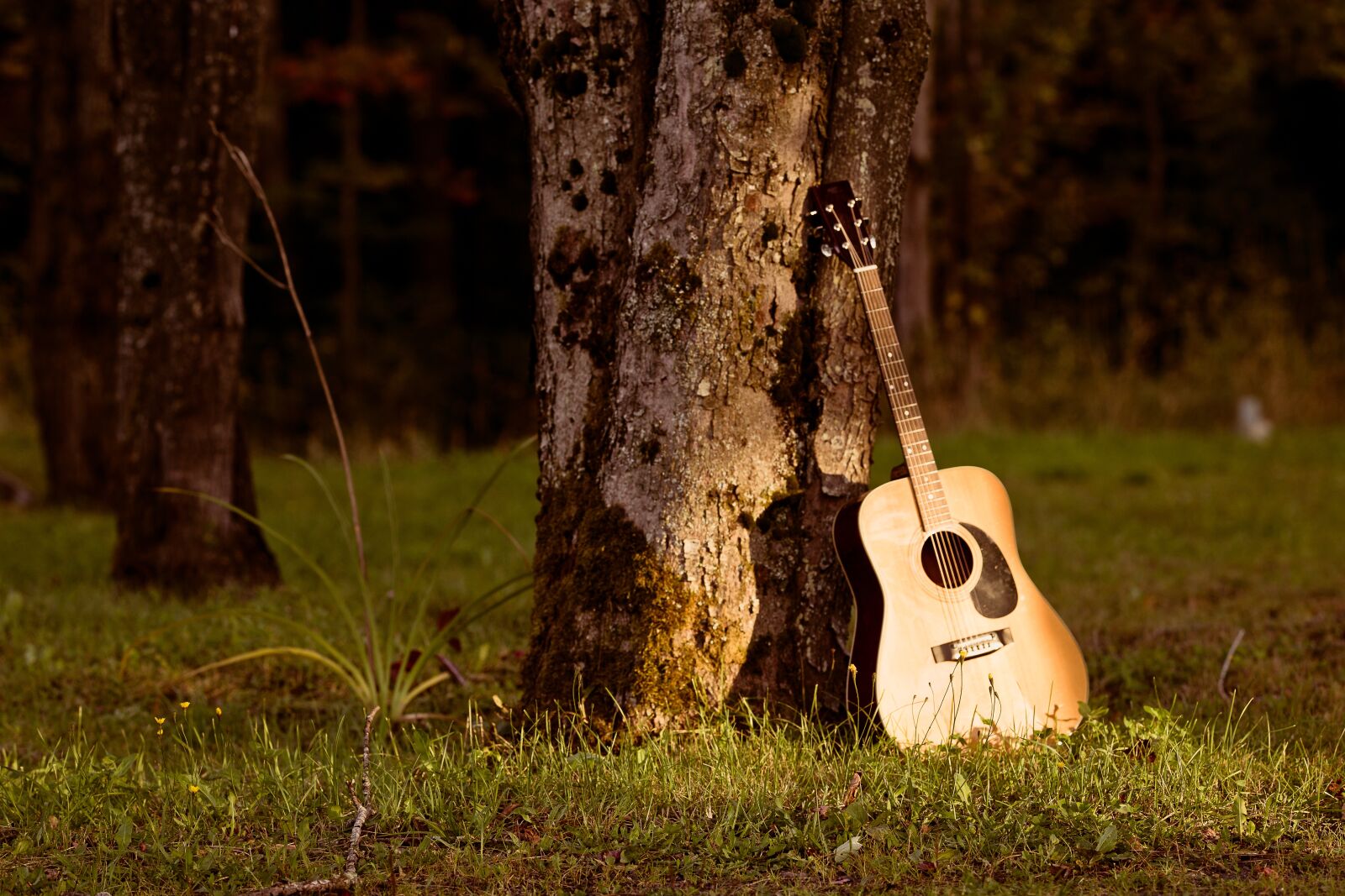 Sigma 135mm F1.8 DG HSM Art sample photo. Music, nature, tree photography