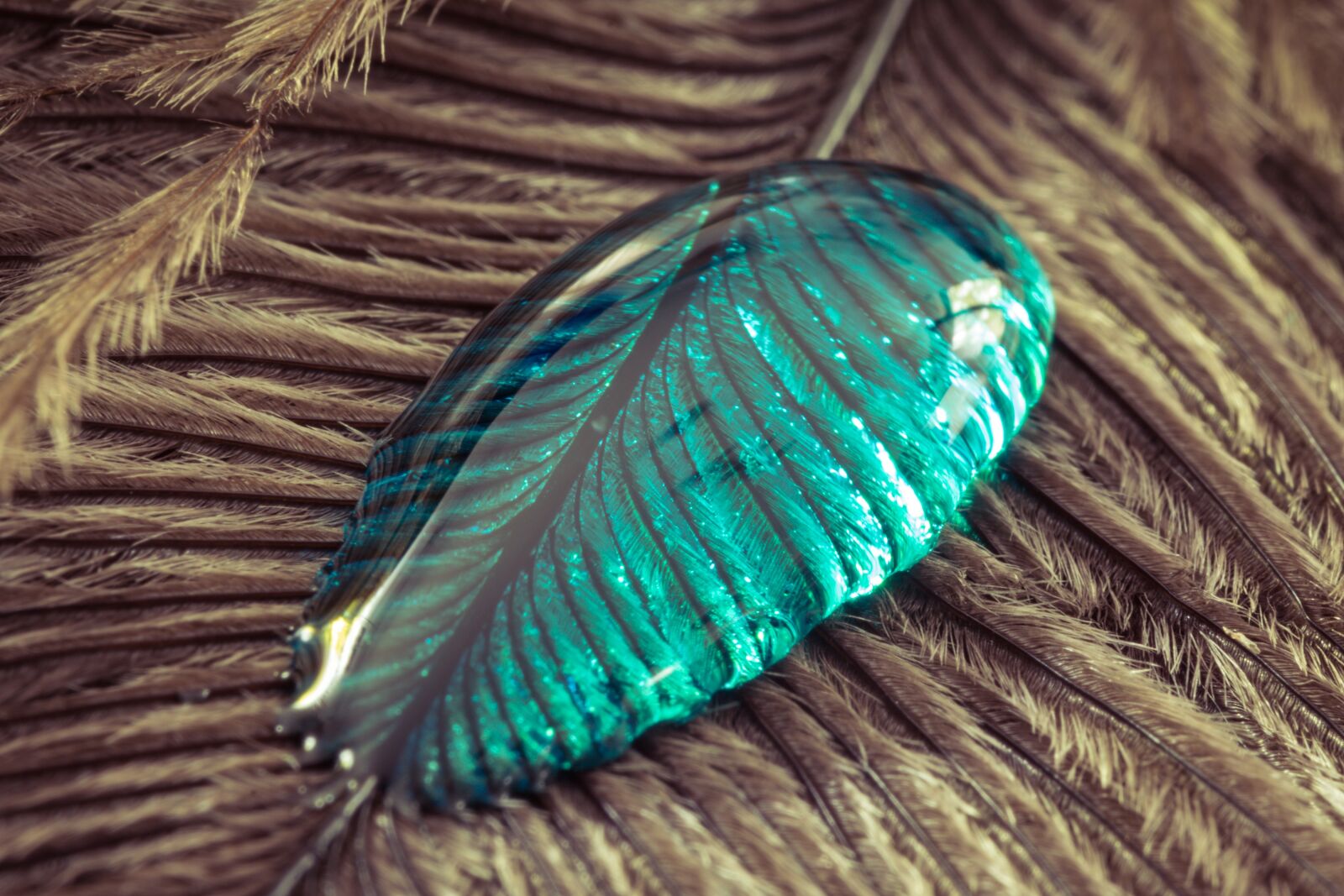 Canon EOS 70D sample photo. Ostrich feather, drip, feather photography