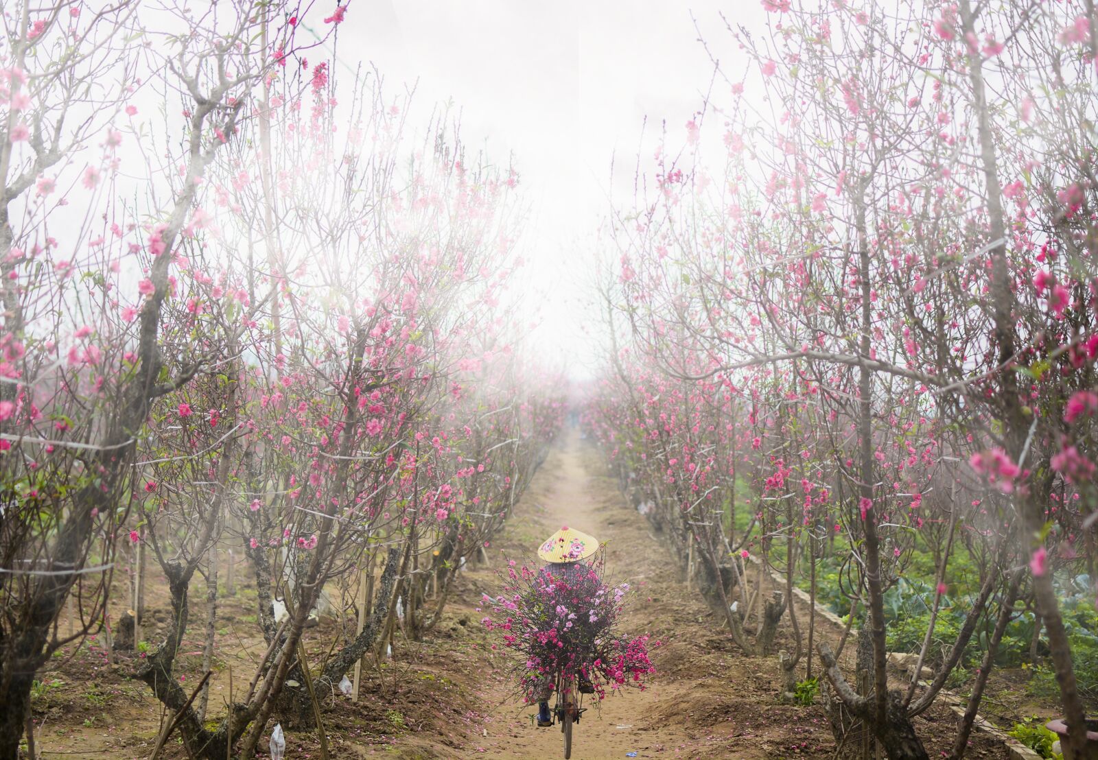 Nikon D7100 sample photo. Peach blossom, peach flower photography